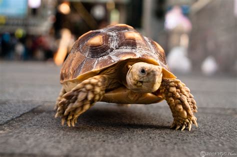 Turtle Walking | Loose turtle walking the streets of Doutonb… | Flickr