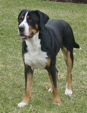 Greater Swiss Mountain Dog Breed Information and Pictures