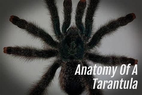 Anatomy Of A Tarantula - Arachnifiles