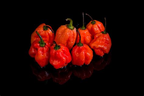 All About the Naga Viper Pepper - Minneopa Orchards