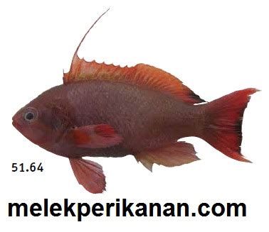 Ikan Betok Laut Atau Scalefin Anthias (Pseudanthias squamipinnis ...