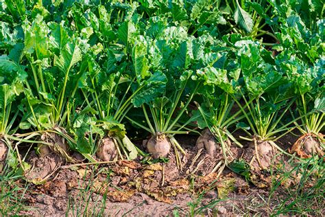 Nabicol or Kohlrabi: [Cultivation, Care, Irrigation, Substrate and ...