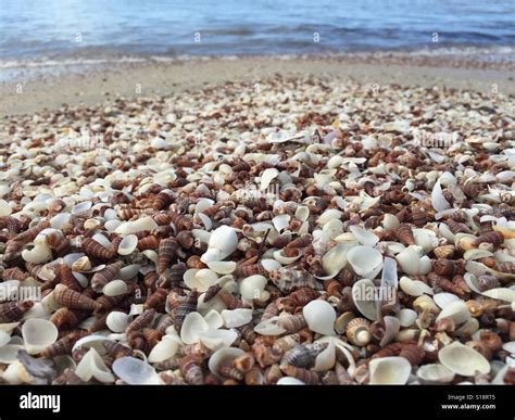 Shell-covered beach in Yarrabah, Queensland Stock Photo - Alamy