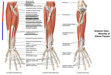 Elbow Joint Muscles - continued | Minimalist Golf Swing System