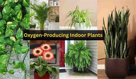 7 Must-Have Oxygen-Producing Indoor Plants for Your Home and Office ...