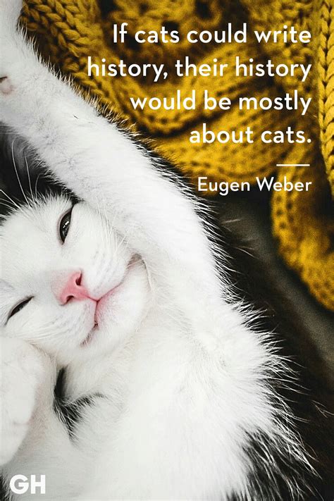 Funny Cat Wallpaper With Quotes