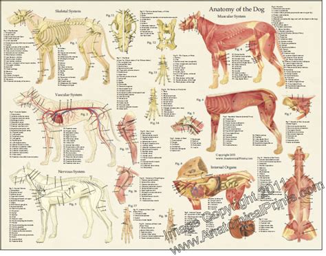 Dog Anatomy Chart