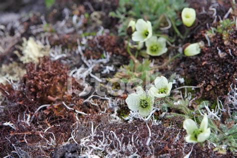 Arctic Poppy Stock Photo | Royalty-Free | FreeImages