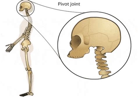 Pivot Joint Neck