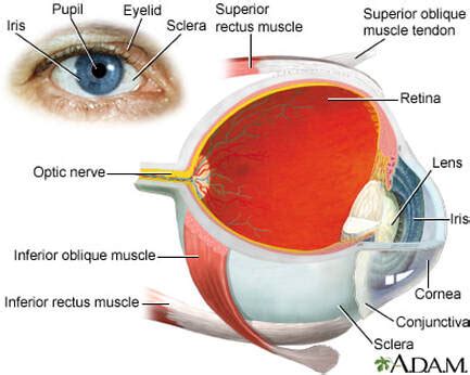 Red Eye-Ocular Emergencies - CRYSTAL VISION OPTOMETRY