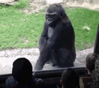 Zoos GIFs - Get the best gif on GIFER