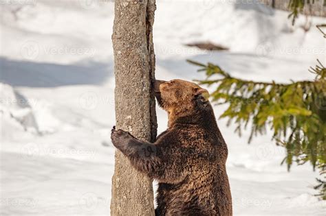 bear portrait in the snow background 12221646 Stock Photo at Vecteezy