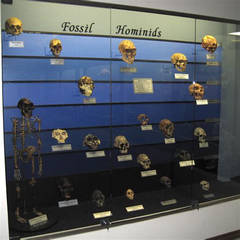 Fossil_hominids.jpg