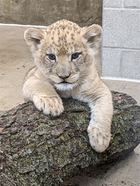 African Lion Cub Receives Name - Lincoln Park Zoo