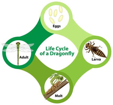 Dragonfly Life Cycle Diagram