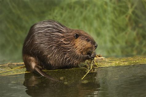 Beaver Reintroduction In The United Kingdom: A Success Or Failure ...