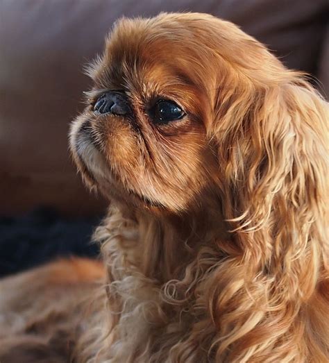 English Toy Spaniel - Dog Breeders Guide