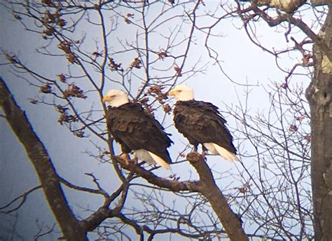 Bald Eagle Nesting Time Is Soon – Friends of Great Swamp