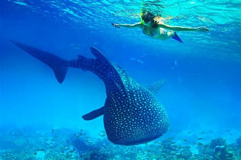 Swimming with Whale Sharks in Oslob, Cebu | Review