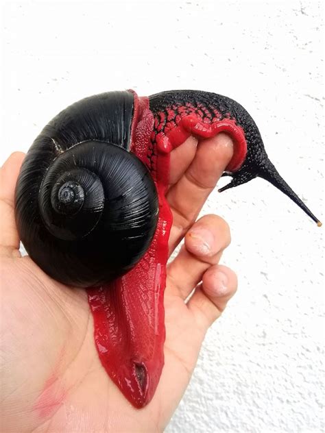 Fire Snails Only Exist In Malaysia And They Look Badass