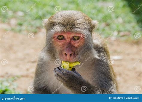 A Funny Monkey Eats a Banana. Stock Image - Image of natural, face ...