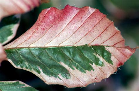 Variegated Leaves: Pictures of Bi-Colored Plants