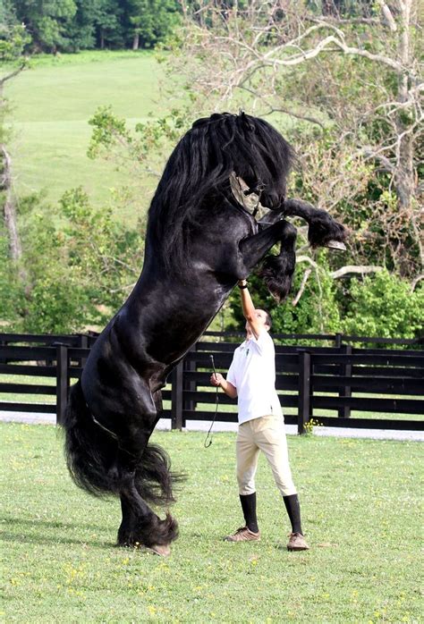 majestic black Friesian horse dressage show performace ... | Friesian ...