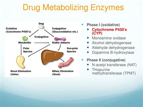 PPT - Pharmacogenomics PowerPoint Presentation, free download - ID:1878797