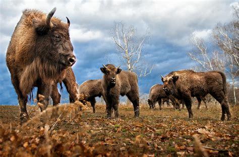 Herd of Bison · Free Stock Photo