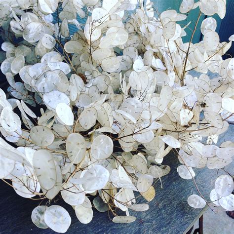 Lunaria Seeds Money Plant or Honesty Flower Seed Cottage Garden Favori ...