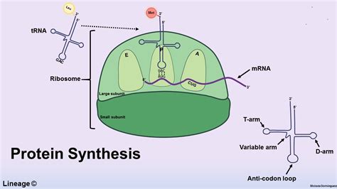 Protein Synthesis Overview - Biochemistry - Medbullets Step 1