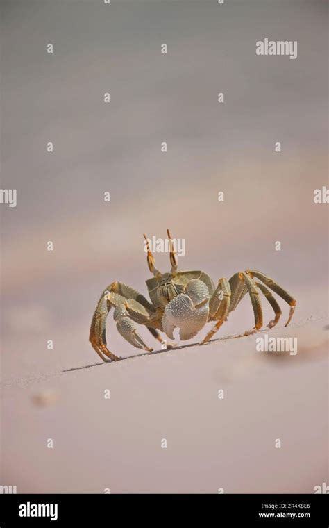 Horned ghost crab on the beach Stock Photo - Alamy