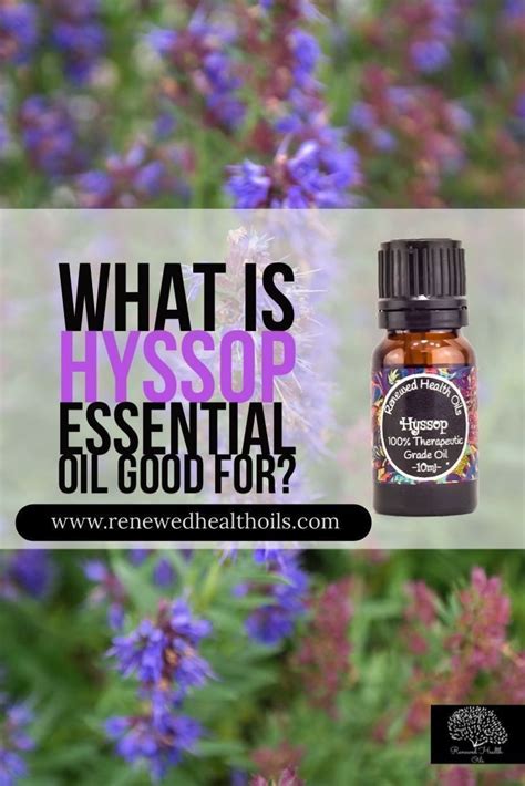 History and Benefits of Hyssop Oil Uses | Hyssop essential oil, Oil ...