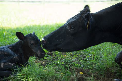 4 Black Angus Born - White Oak Farm of Birchrunville : White Oak Farm ...