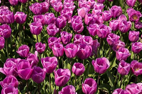 Photo Violet Tulips Flowers Closeup