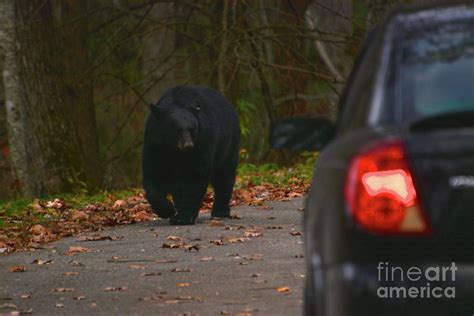 Black Bear Smoky Mountains Photograph by David Guenther | Pixels