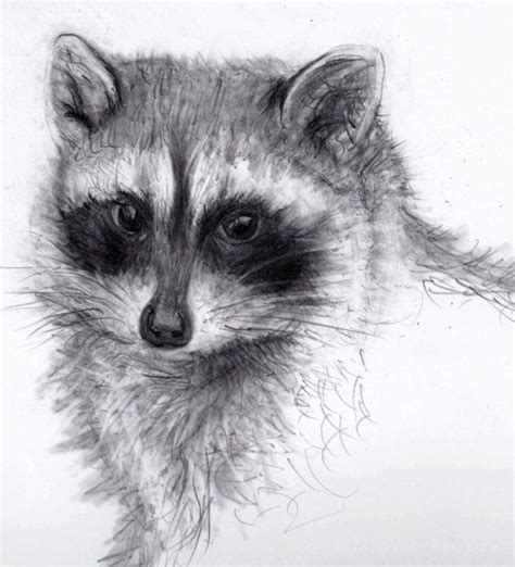 Pencil Sketch Animals Images - pencildrawing2019