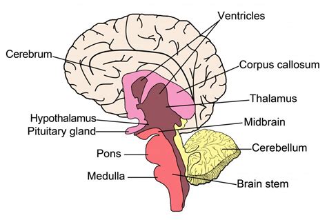 What is the Midbrain? (with pictures)