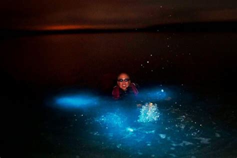 2023 Koh Rong Samloen Snorkeling with Bioluminescent Plankton