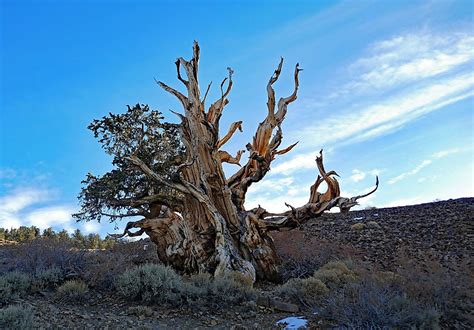 What Is The Oldest Living Thing On Earth? - WorldAtlas