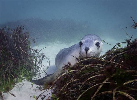 Australian Sea Lions - Australian Marine Conservation Society