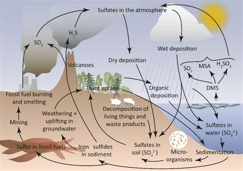 Schematic figure of the sulfur cycle. | Download Scientific Diagram