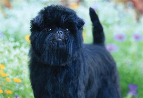 How To Groom A Affenpinscher