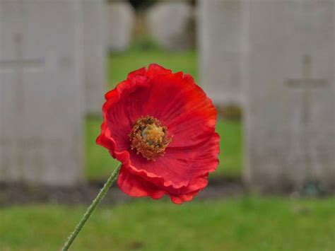 Tips & Information about Poppies - Gardening Know How