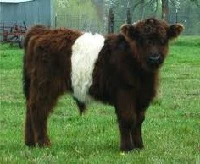 Guide to Miniature Cattle Breeds for Your Small Modern Homesteading Farm