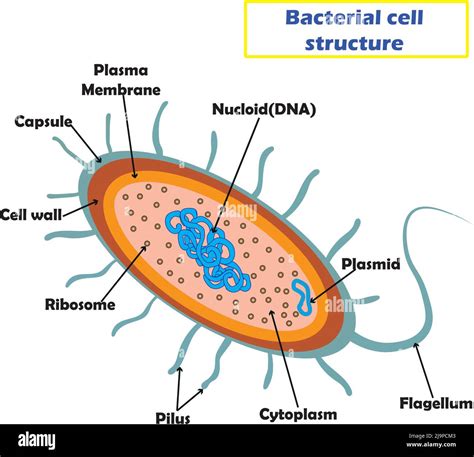 Becteria cell structure,educational and study for biology and medcine ...