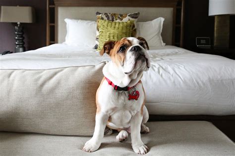 15 Hotels Where Resident Animals Are a Perk! – Fodors Travel Guide