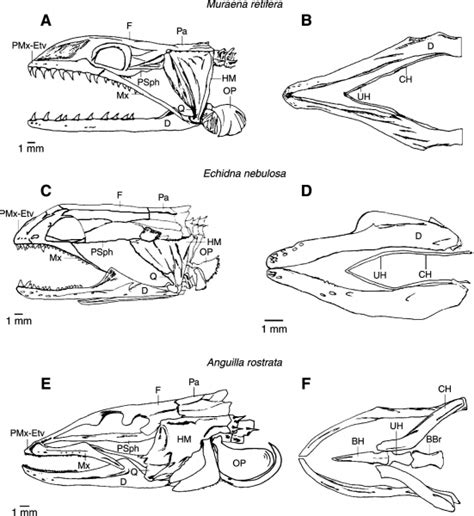 Giant Moray Eel – "OCEAN TREASURES" Memorial Library