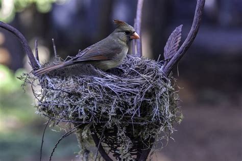 How to Attract Cardinals to Your Yard: 5 Things You'll Need | Animallama