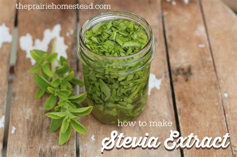 How to Make Stevia Extract | Recipe | Stevia extract, Stevia, Stevia ...